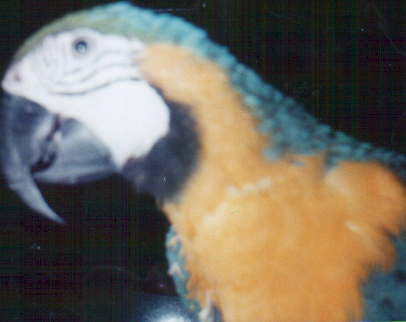 scooby3.BMP - 392894 Bytes